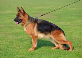 Amikas von der Piste Trophe